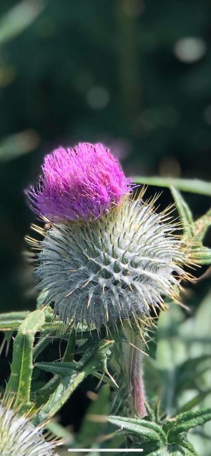 Number Twenty Six - 2 Miles From Elie Beach - 15Mins To St Andrews Colinsburgh Екстериор снимка